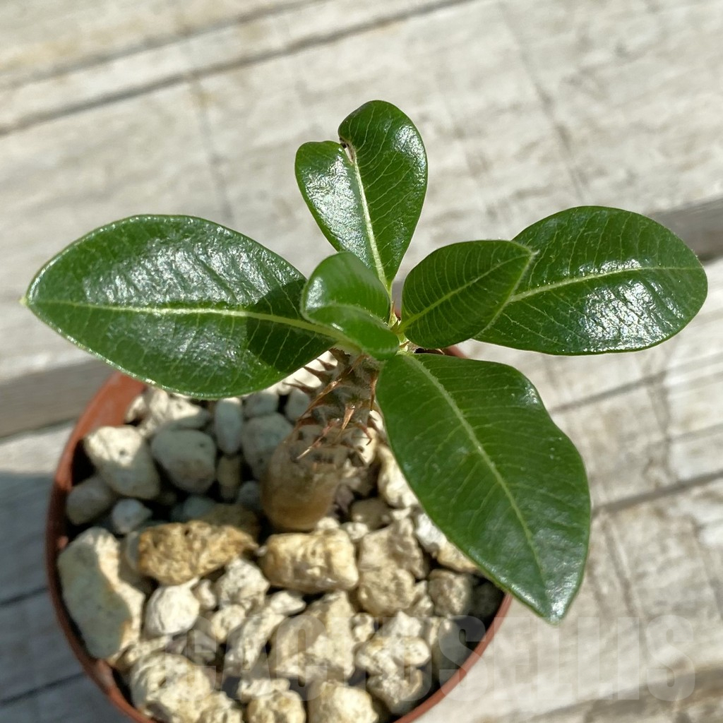 SH12517 Pachypodium baronii v. windsorii - Image 2