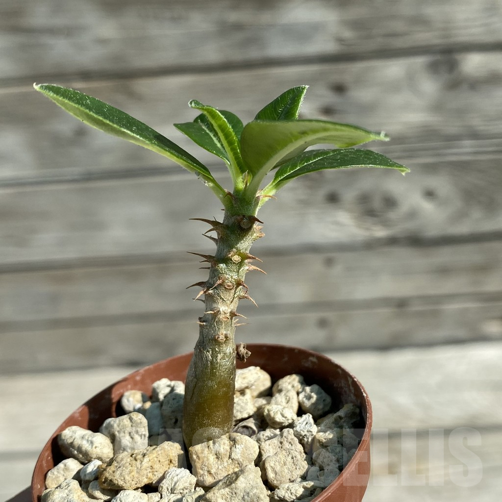 SH12517 Pachypodium baronii v. windsorii - Image 3