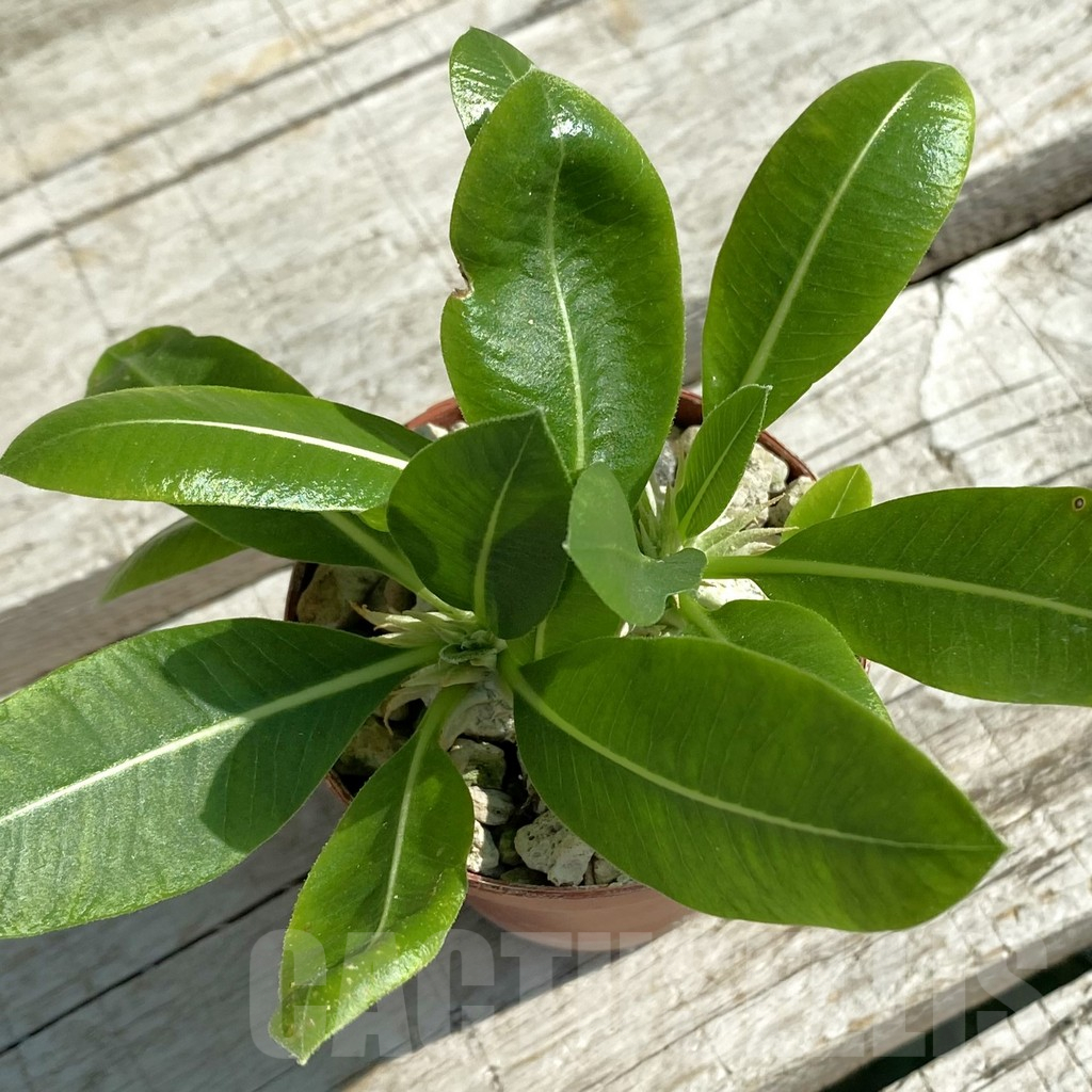 SH12518 Pachypodium brevicaule v. leucoxanthum, 2 plants