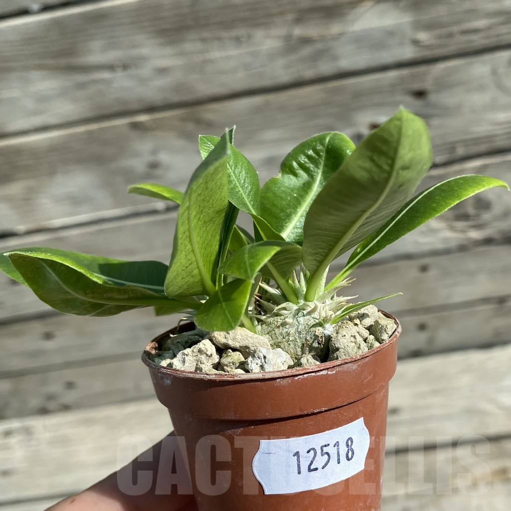 SH12518 Pachypodium brevicaule v. leucoxanthum, 2 plants - Image 2