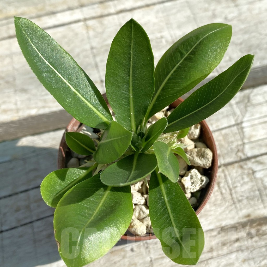 SH12520 Pachypodium brevicaule v. leucoxanthum