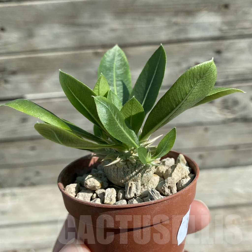 SH12520 Pachypodium brevicaule v. leucoxanthum - Image 2