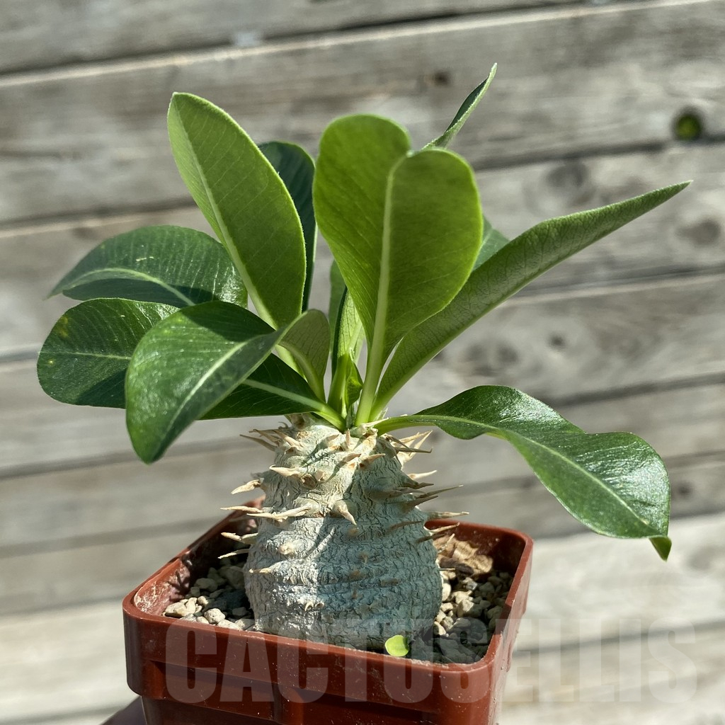 SH12521 Pachypodium eburneum, dull hairy leaf
