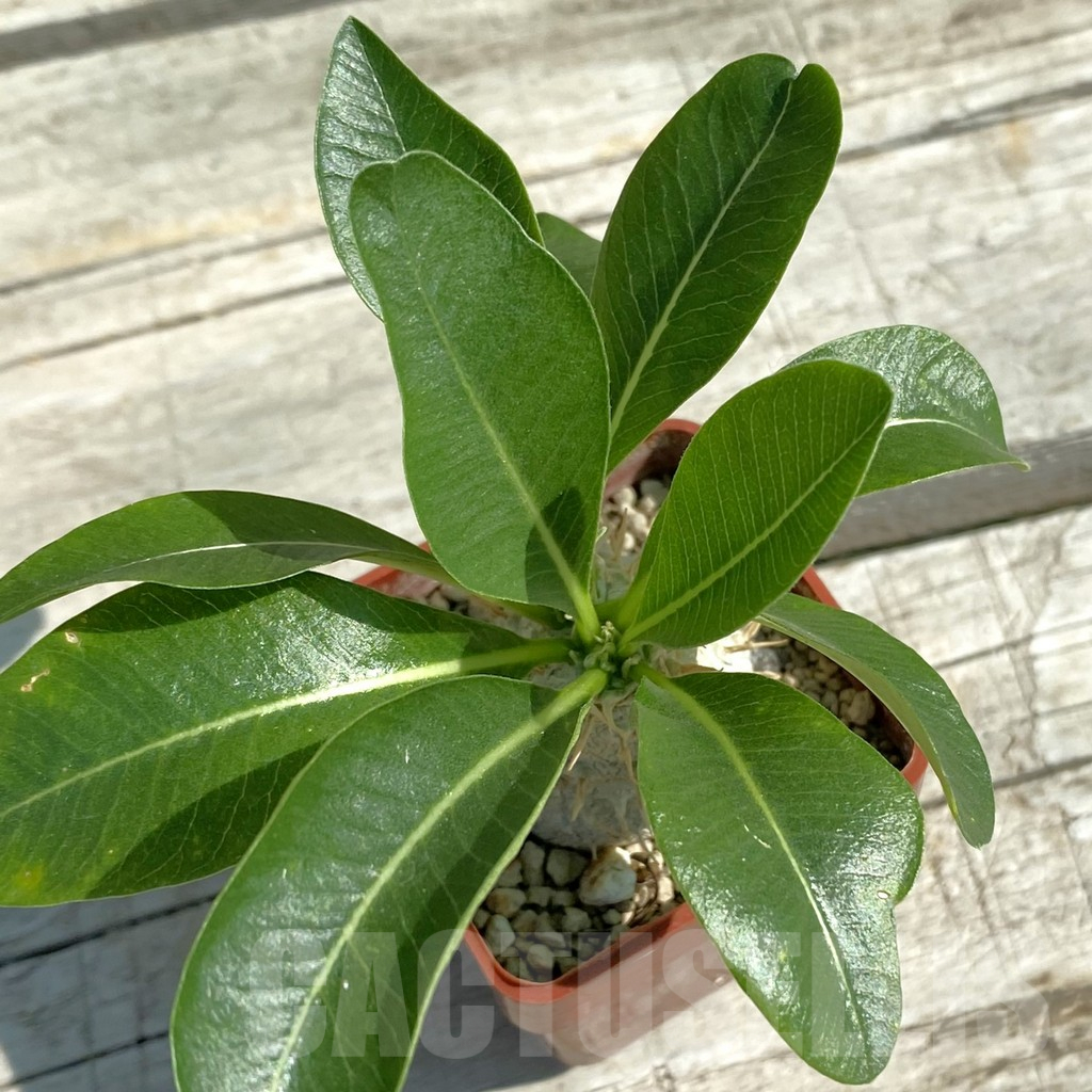 SH12521 Pachypodium eburneum, dull hairy leaf - Image 2