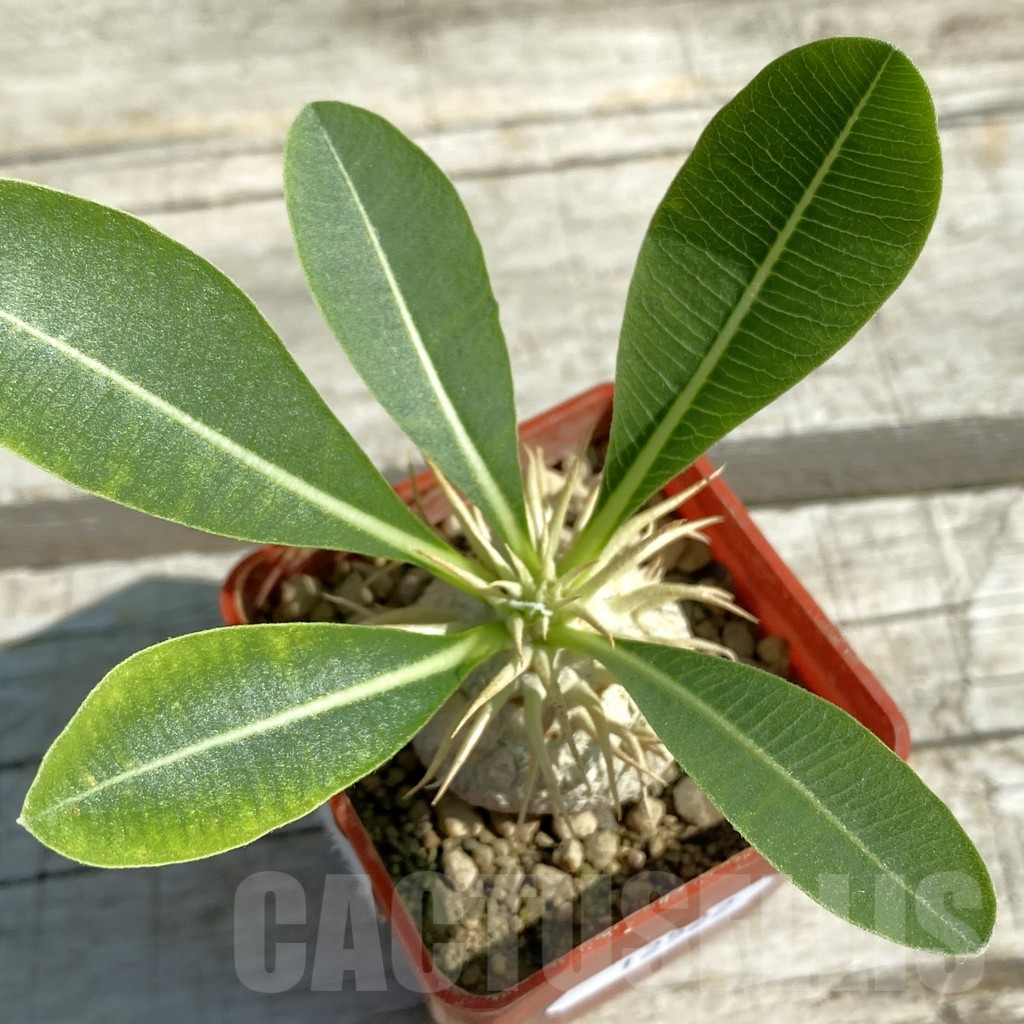 SH12522 Pachypodium eburneum, dull hairy leaf - Image 2