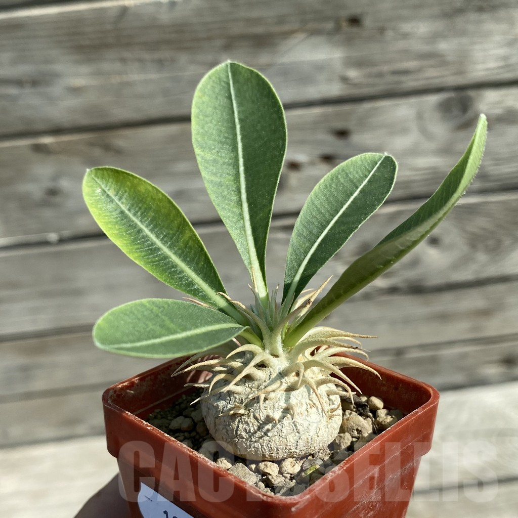 SH12522 Pachypodium eburneum, dull hairy leaf