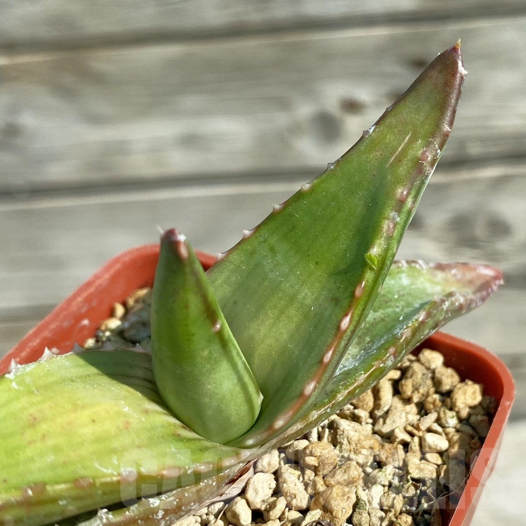SH12523 Aloe pavelkae
