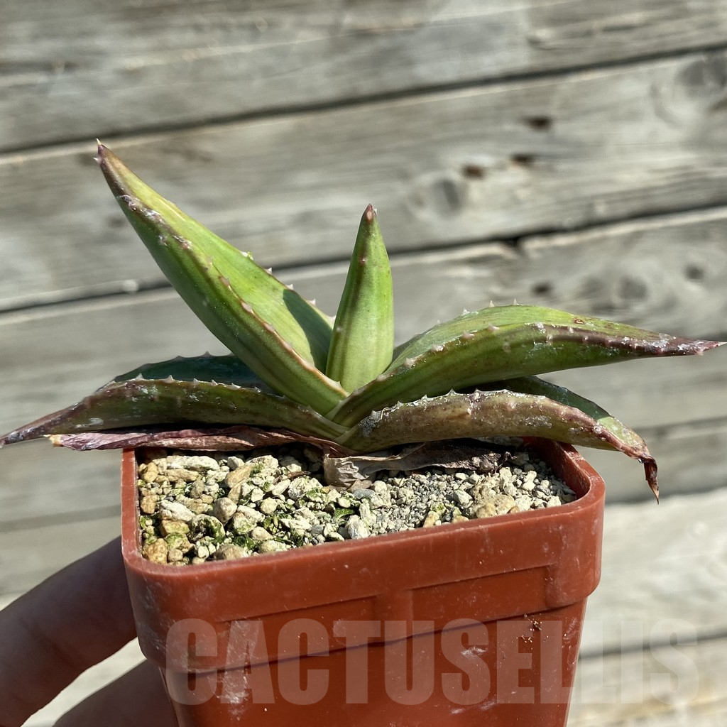 SH12523 Aloe pavelkae - Image 2