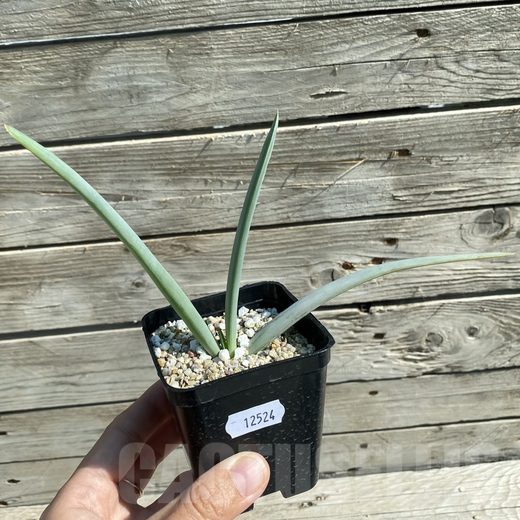 SH12524 Aloe plicatilis - Obrázek 2