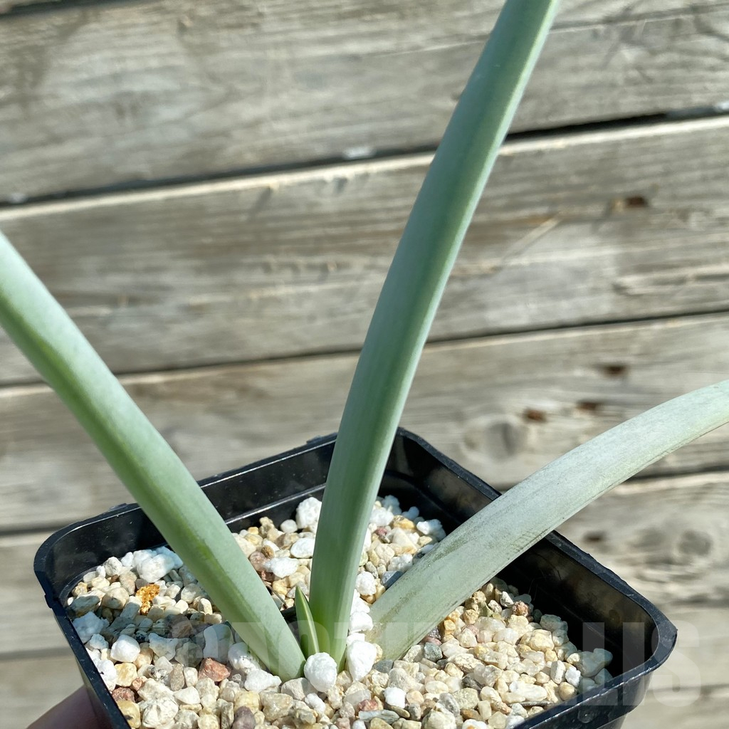 SH12524 Aloe plicatilis