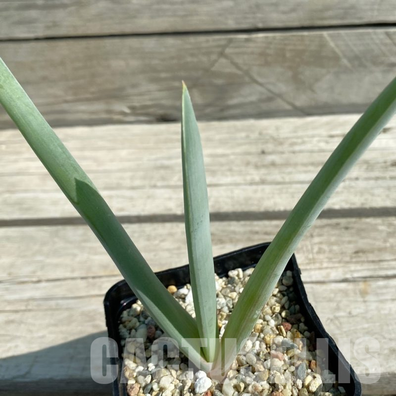 SH12525 Aloe plicatilis