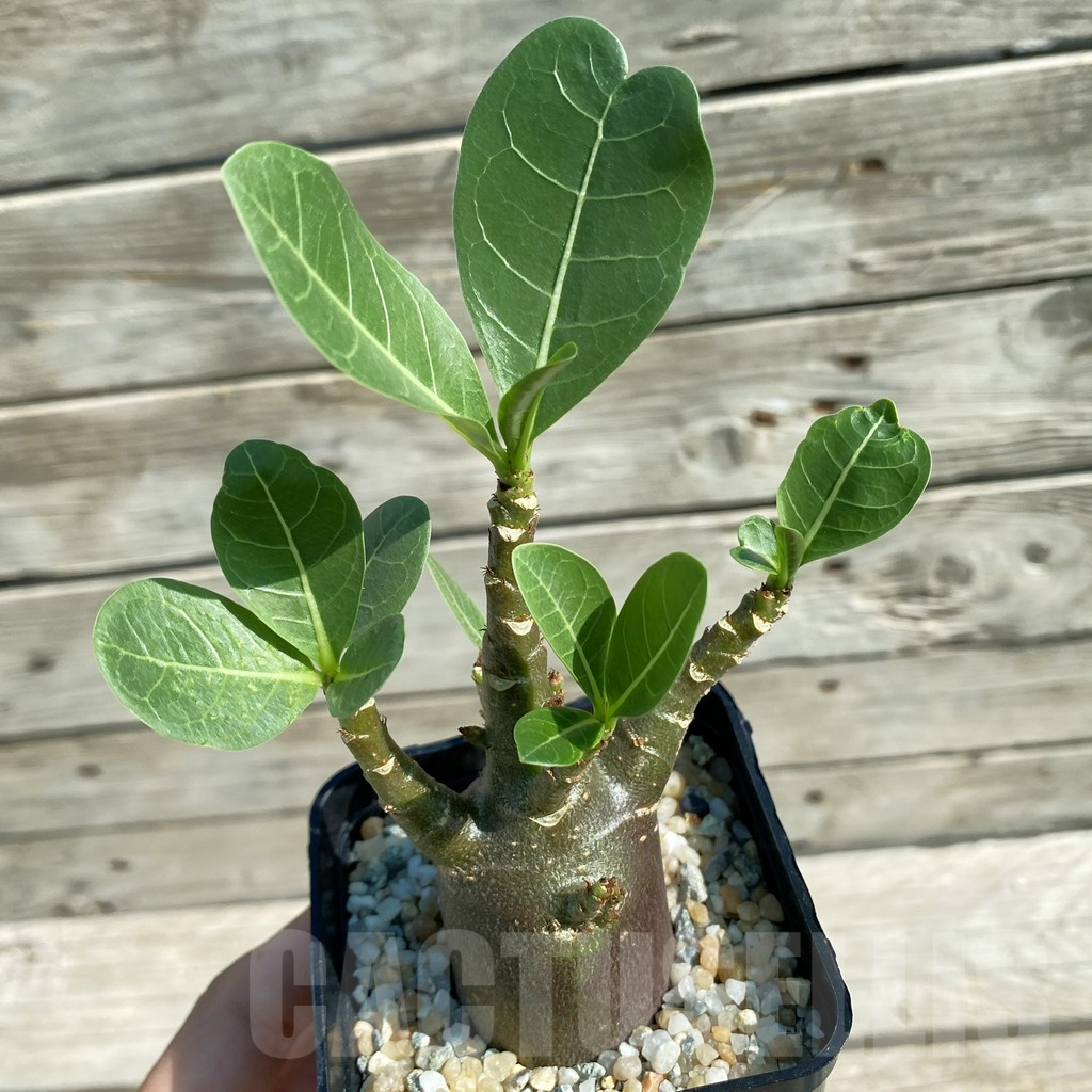 SH12530 Adenium arabicum 'Black Body'