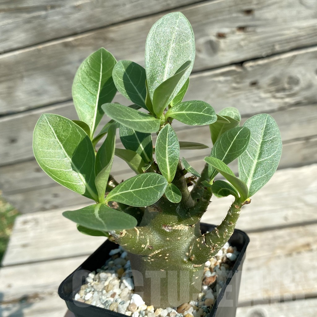 SH12531 Adenium arabicum 'Black Body'