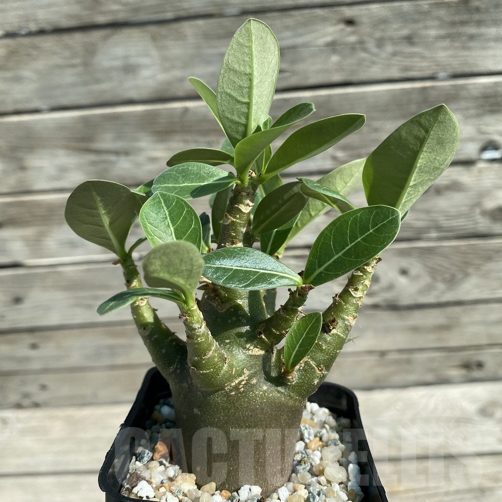 SH12531 Adenium arabicum 'Black Body' - Image 2