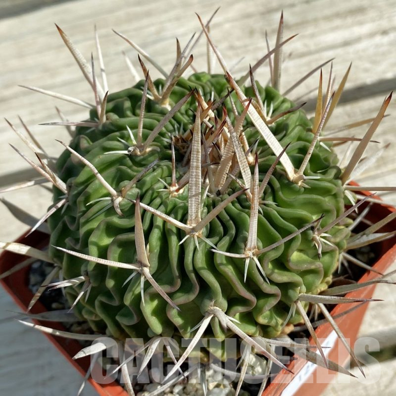 SH12477 Echinofossulocactus pentacanthus, old 15 years