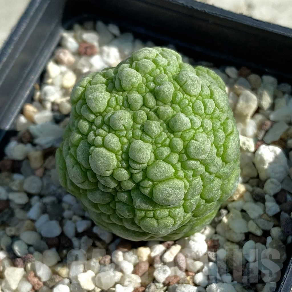 SH12481 Pseudolithos migiurtinus