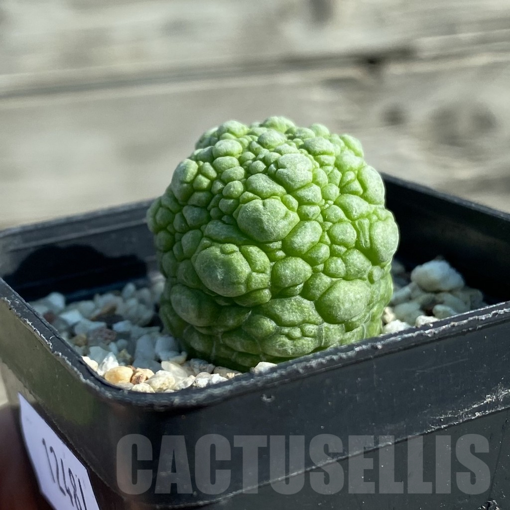 SH12481 Pseudolithos migiurtinus - Image 2