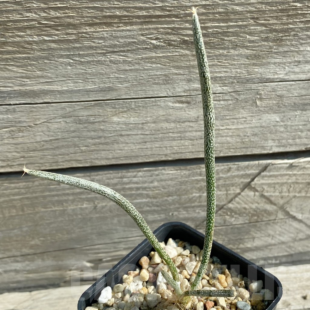 SH12484 Astrophytum caput-medusae, seedling