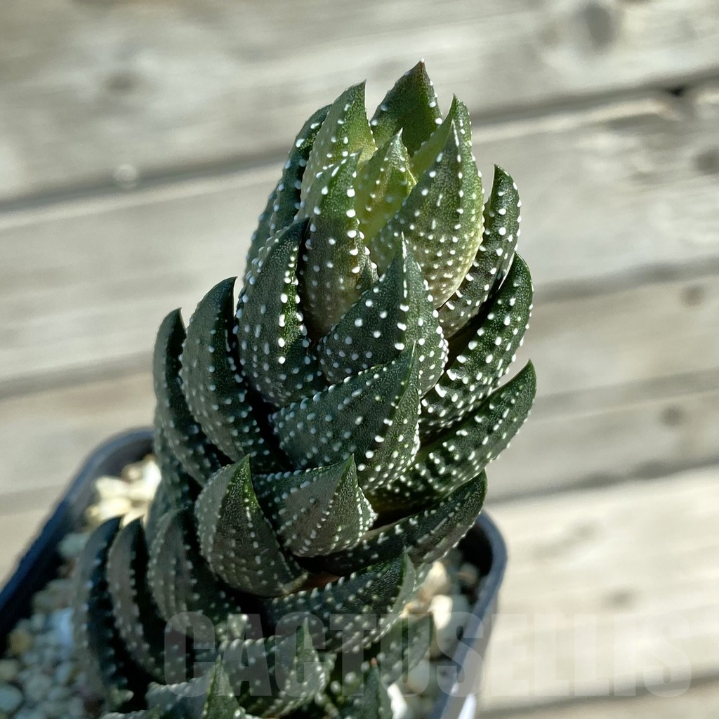 SH12485 Haworthia coarctata