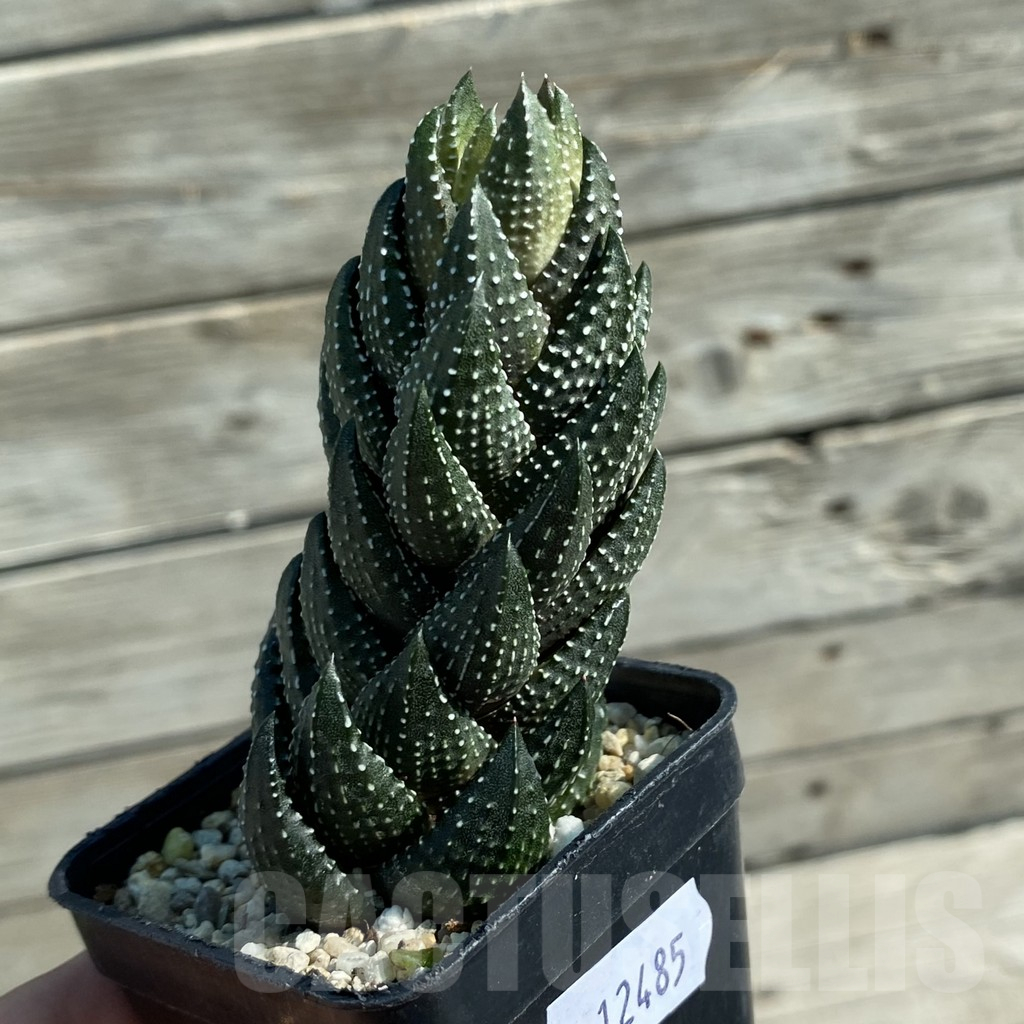SH12485 Haworthia coarctata - Image 2
