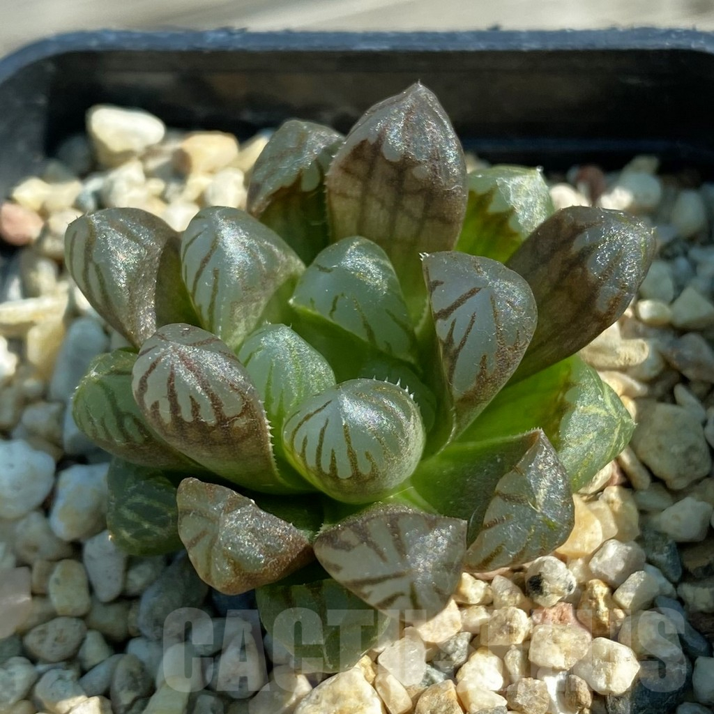 SH12486 Haworthia obtusa ‘Purple Dodson’ F2