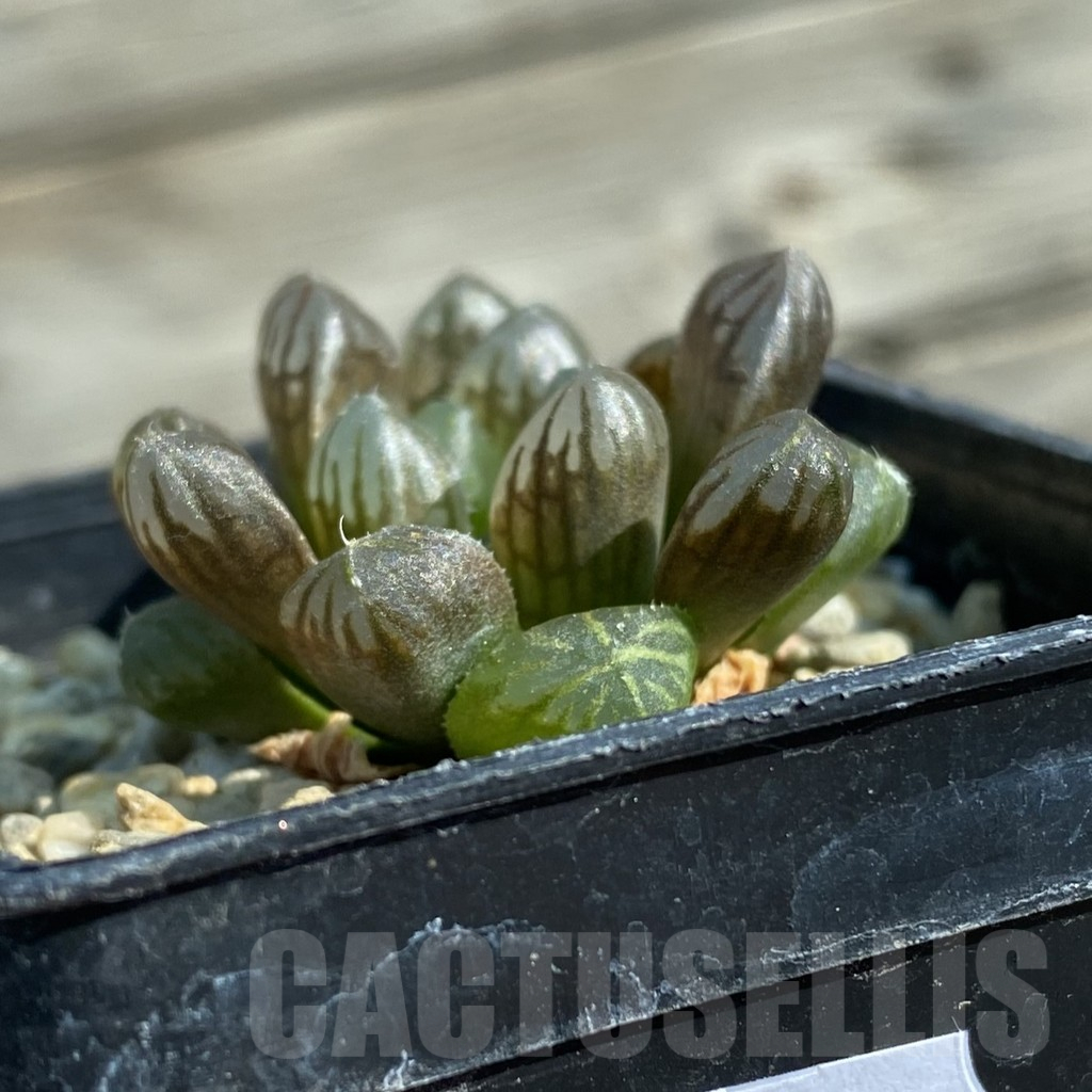 SH12486 Haworthia obtusa ‘Purple Dodson’ F2 - immagine 2