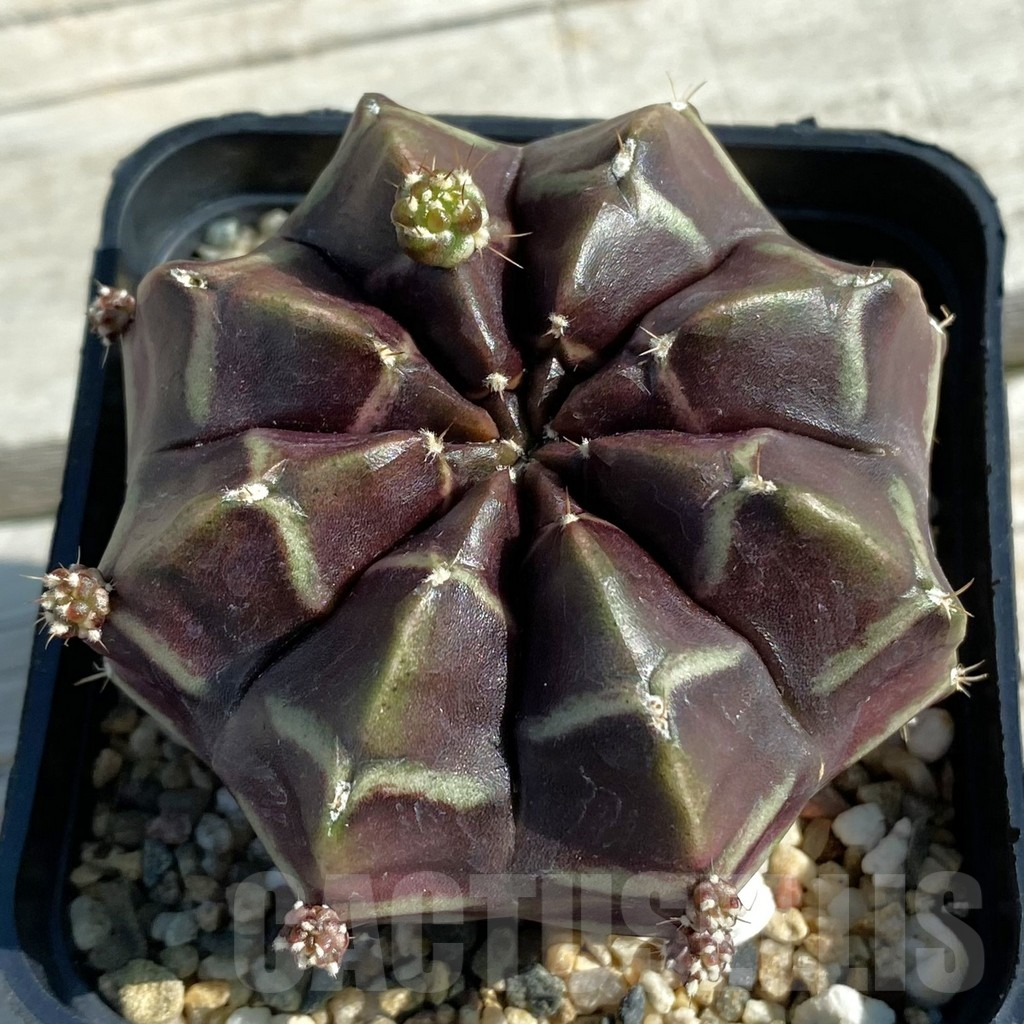 SH12487 Gymnocalycium mihanovichii ‘Day Dream’, seedling