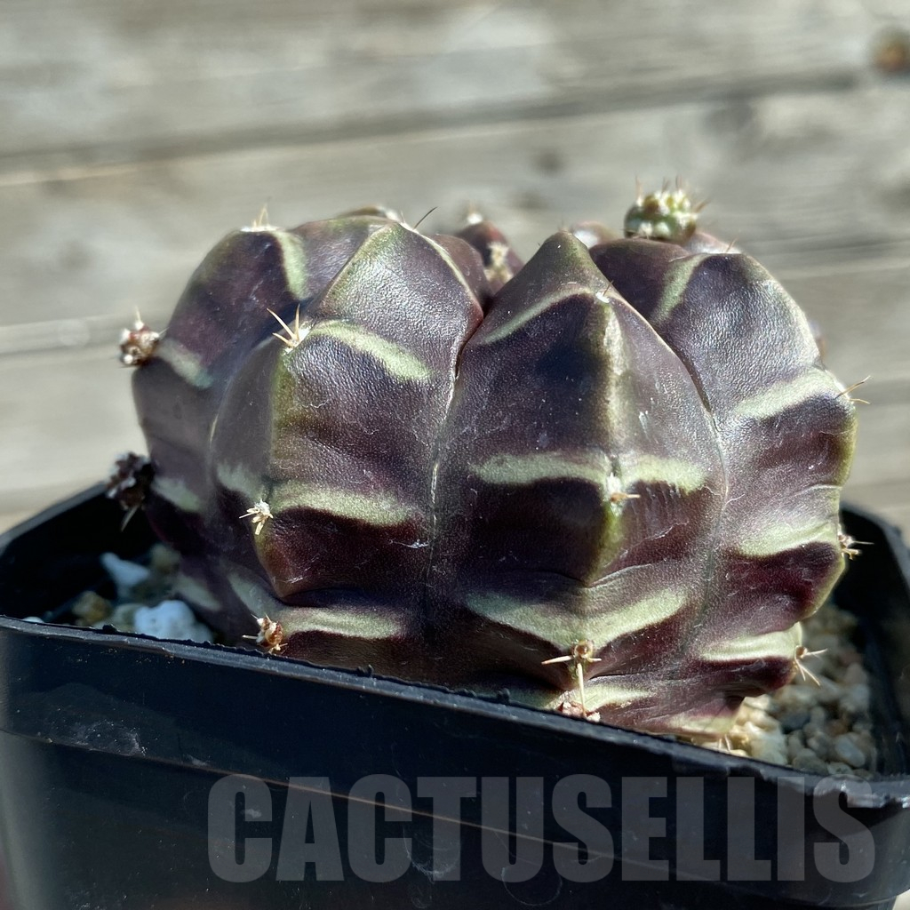SH12487 Gymnocalycium mihanovichii ‘Day Dream’, seedling - Image 2