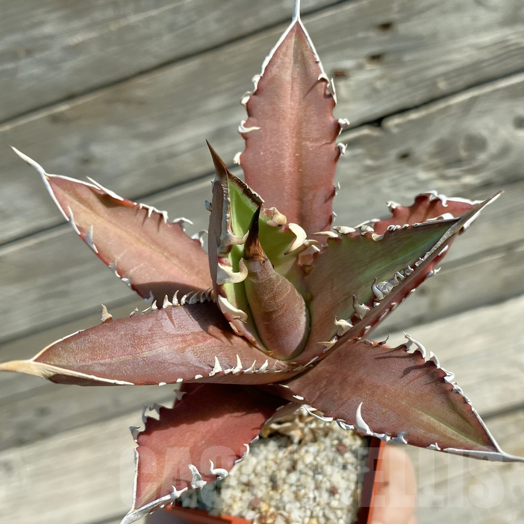 SH12491 Agave titanota ‘Red Catweazle’