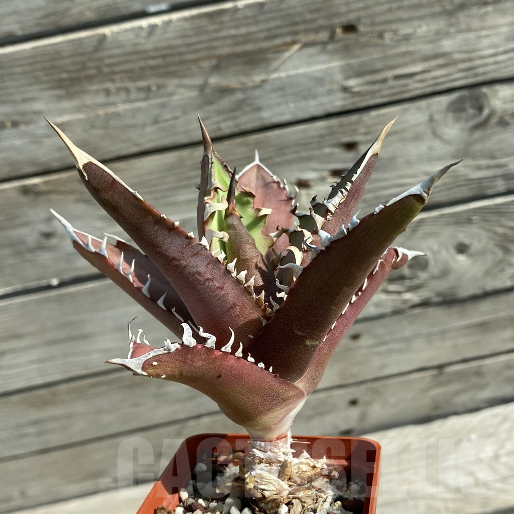 SH12491 Agave titanota ‘Red Catweazle’ - Image 2