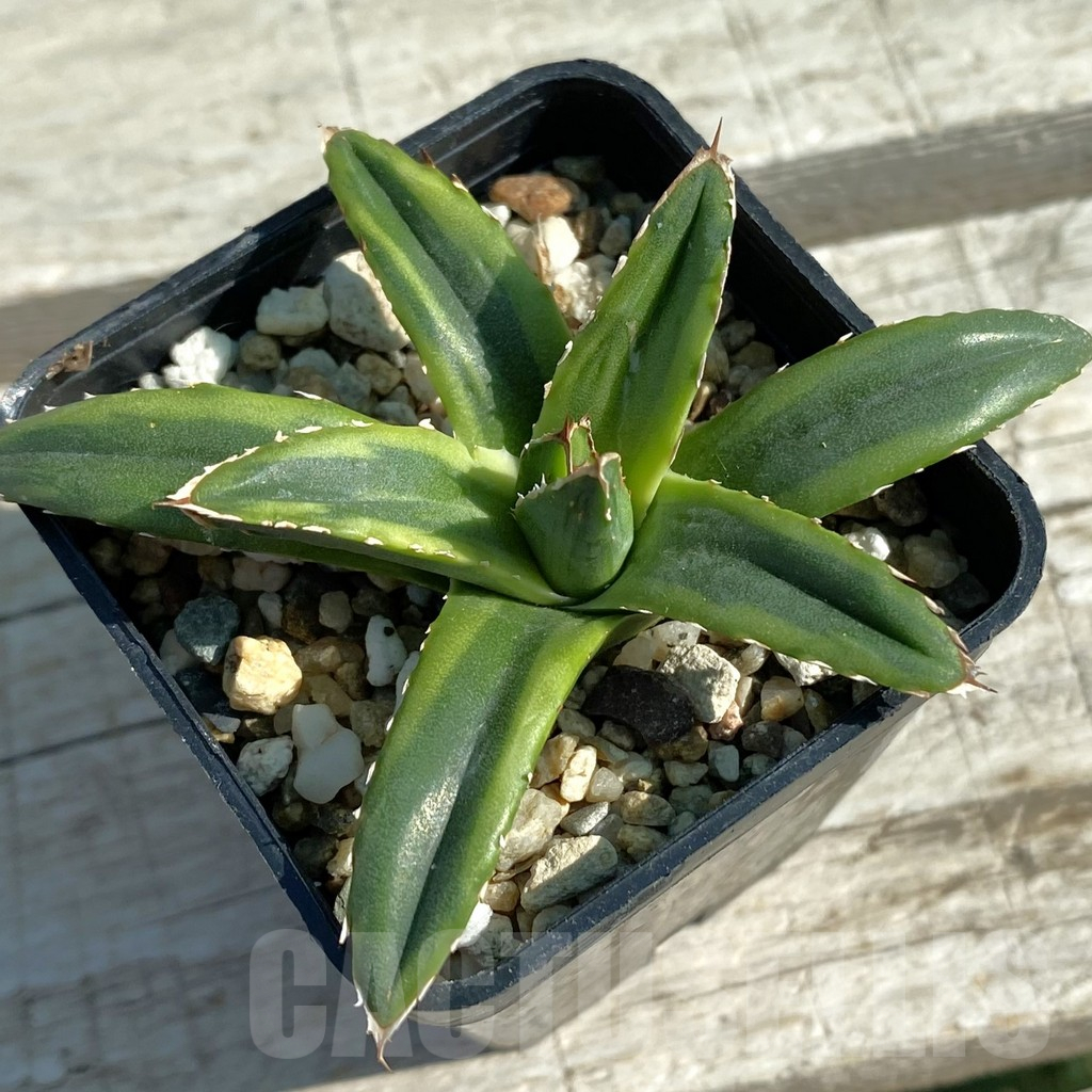 SH12492 Agave victoriae-reginae f. variegata