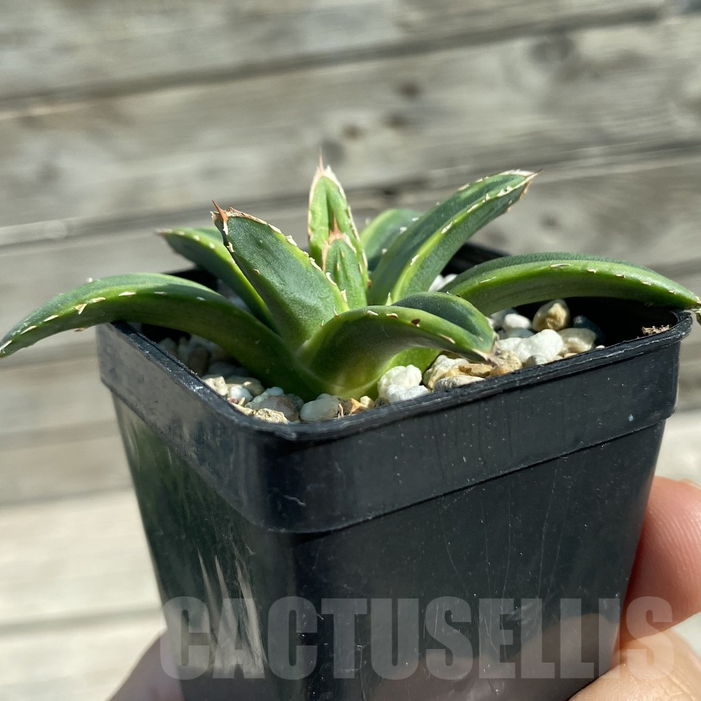 SH12492 Agave victoriae-reginae f. variegata - Image 2