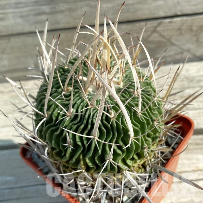 SH12469 Echinofossulocactus hastatus, old 15 years
