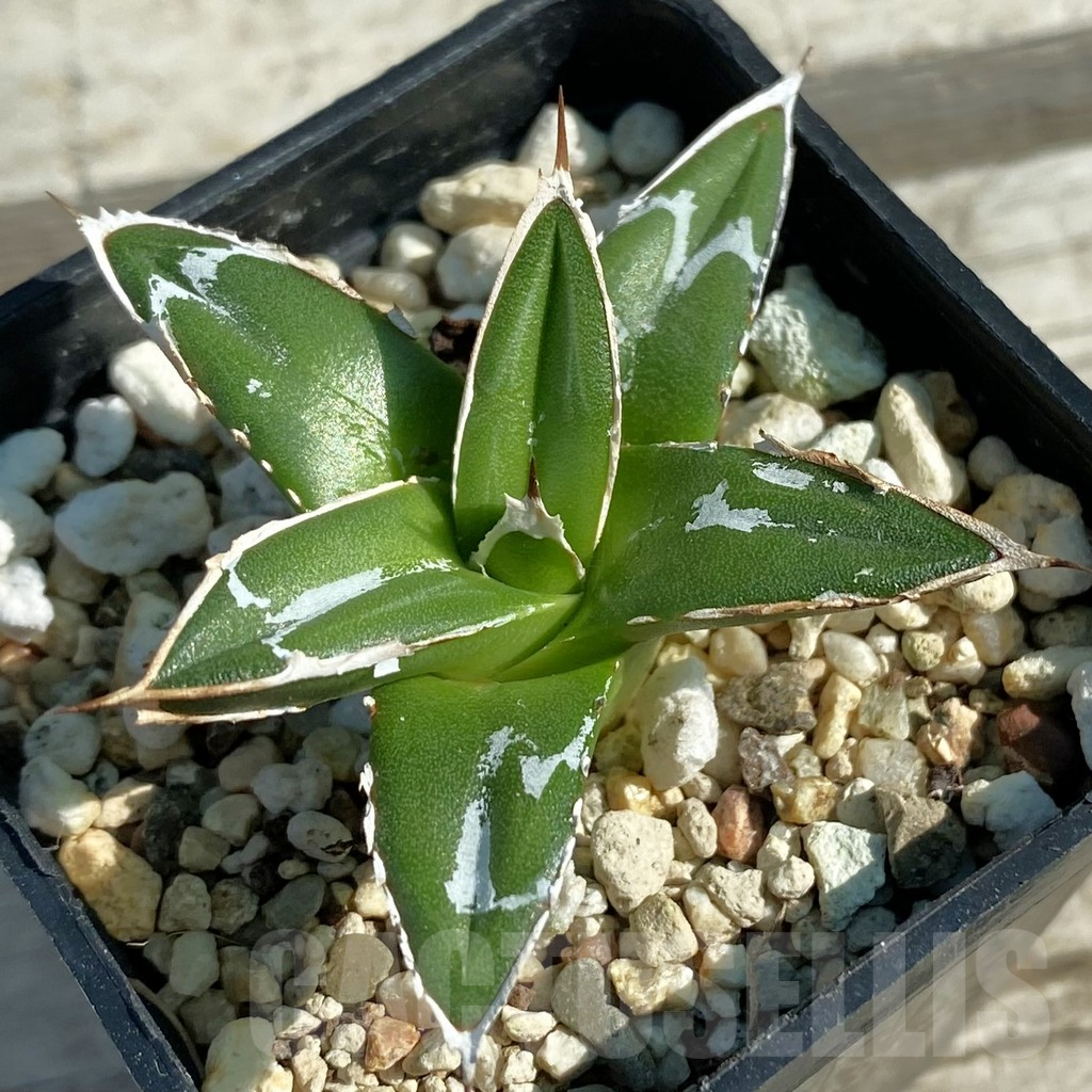 SH12494 Agave victoriae-reginae ‘Himeson-no-yuki’