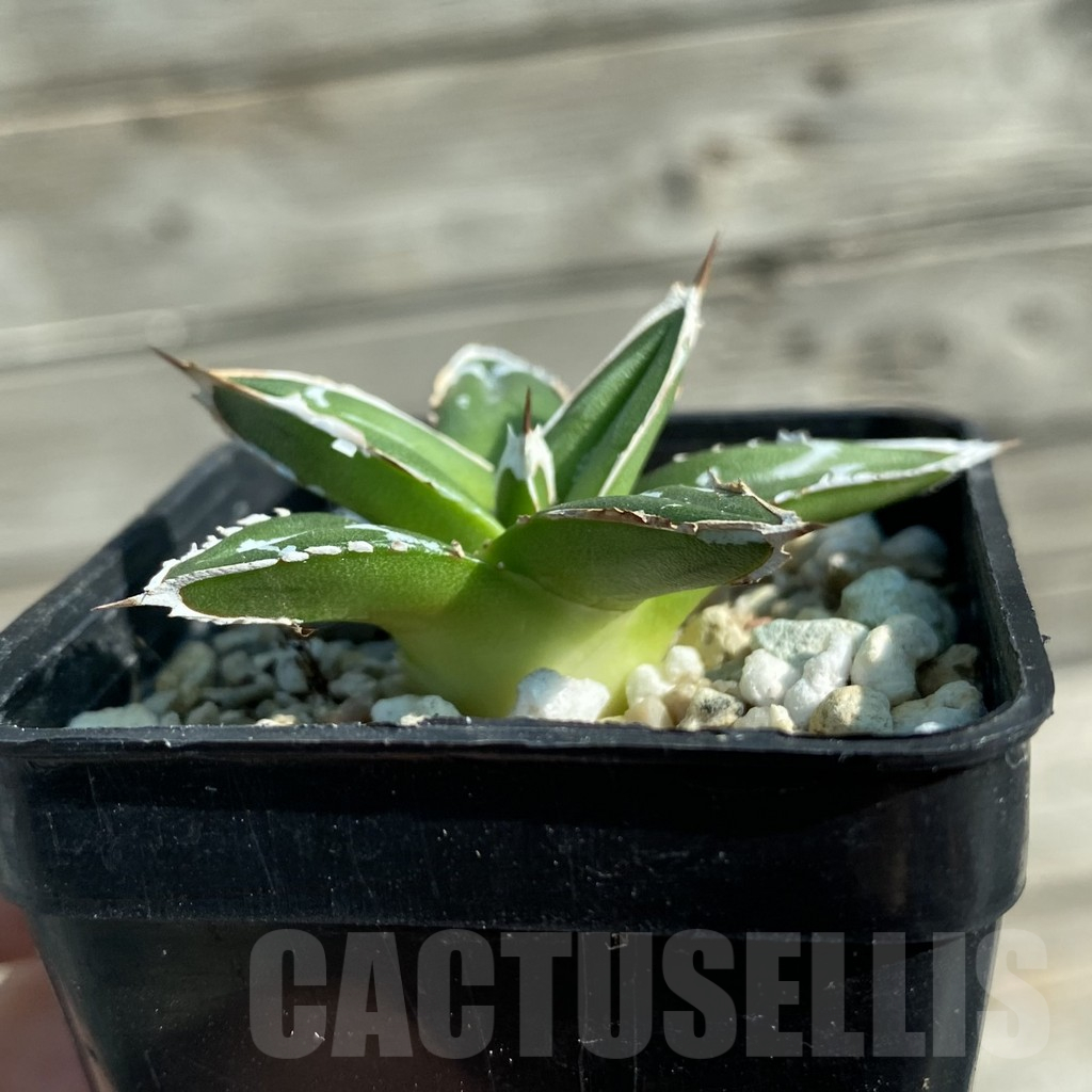 SH12494 Agave victoriae-reginae ‘Himeson-no-yuki’ - Image 2