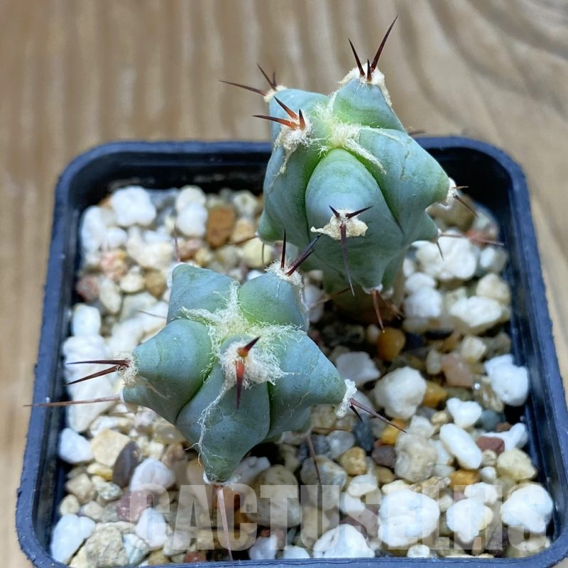 SH12643 Echinocactus platyacanthus, seedling, 2 plants