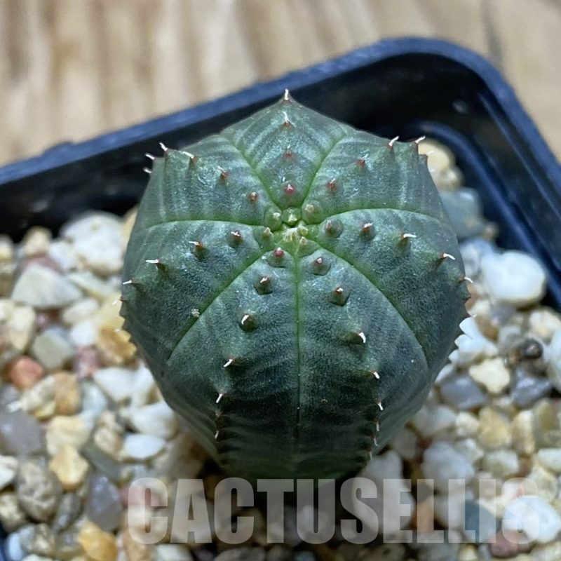 SH12647 Euphorbia obesa hybrid