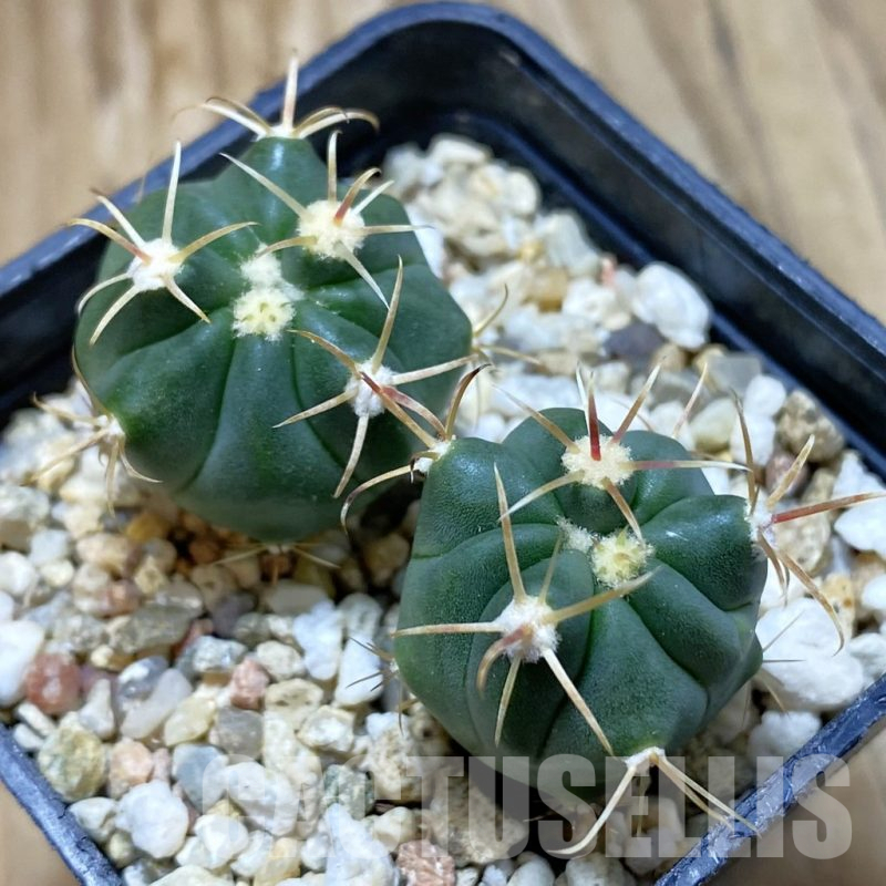 SH12648 Ferocactus latispinus, 2 plants