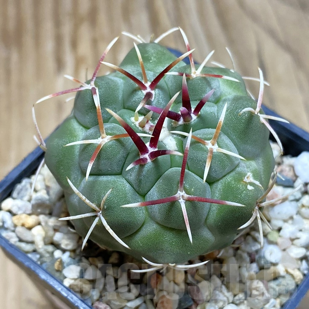 SH12649 Thelocactus heterochromus MZ 739