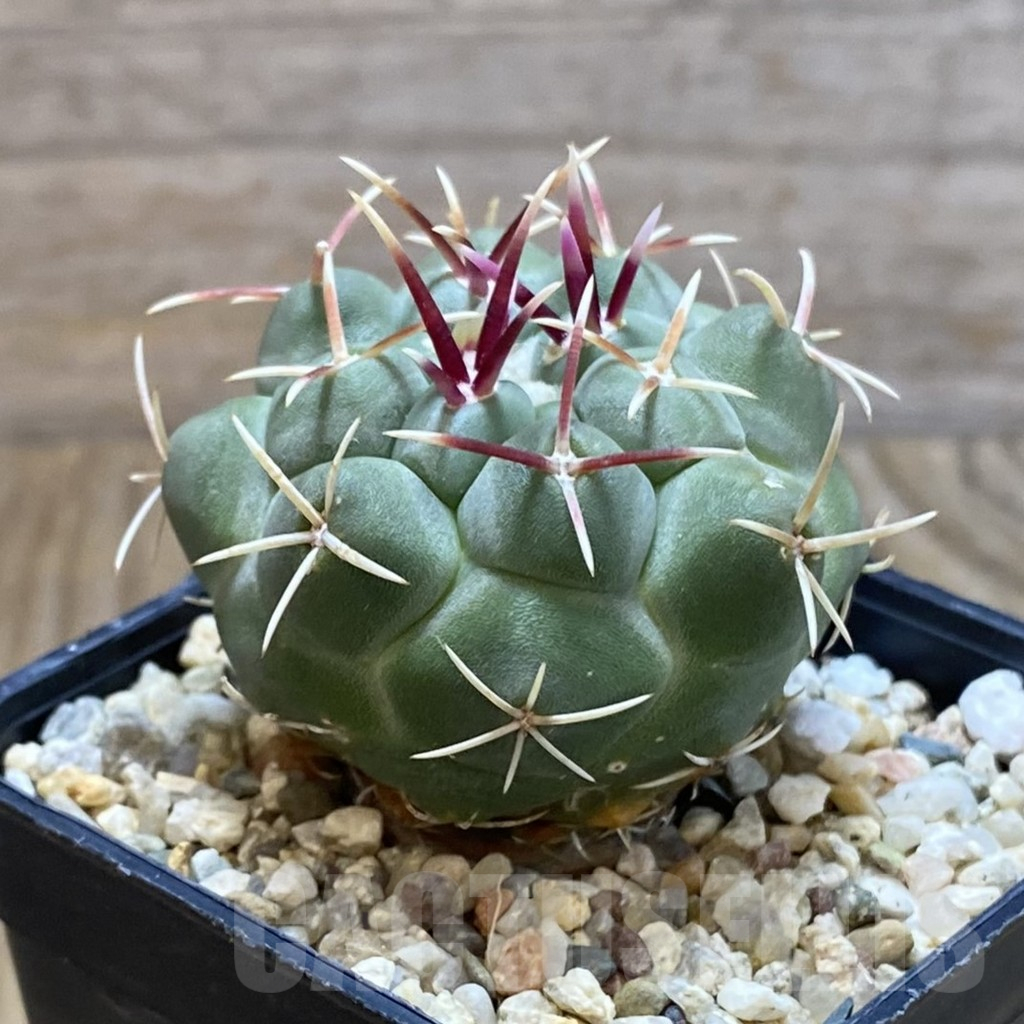 SH12649 Thelocactus heterochromus MZ 739 - immagine 2