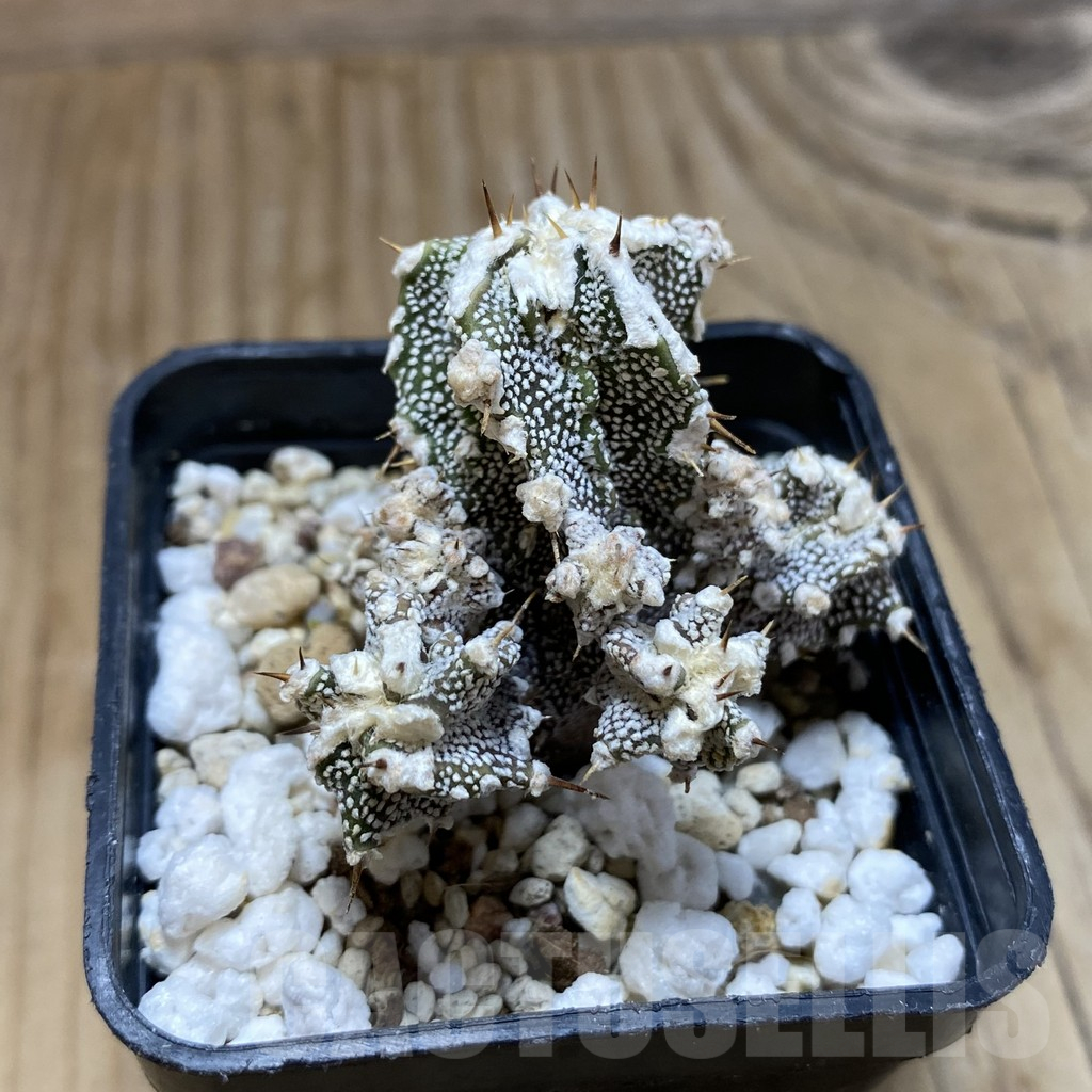 SH12655 Astrophytum ornatum 'Fukuryu' - Image 2