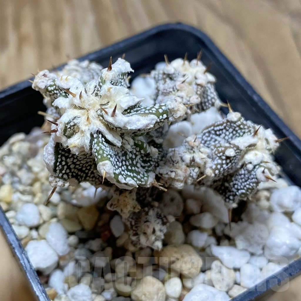 SH12655 Astrophytum ornatum 'Fukuryu'