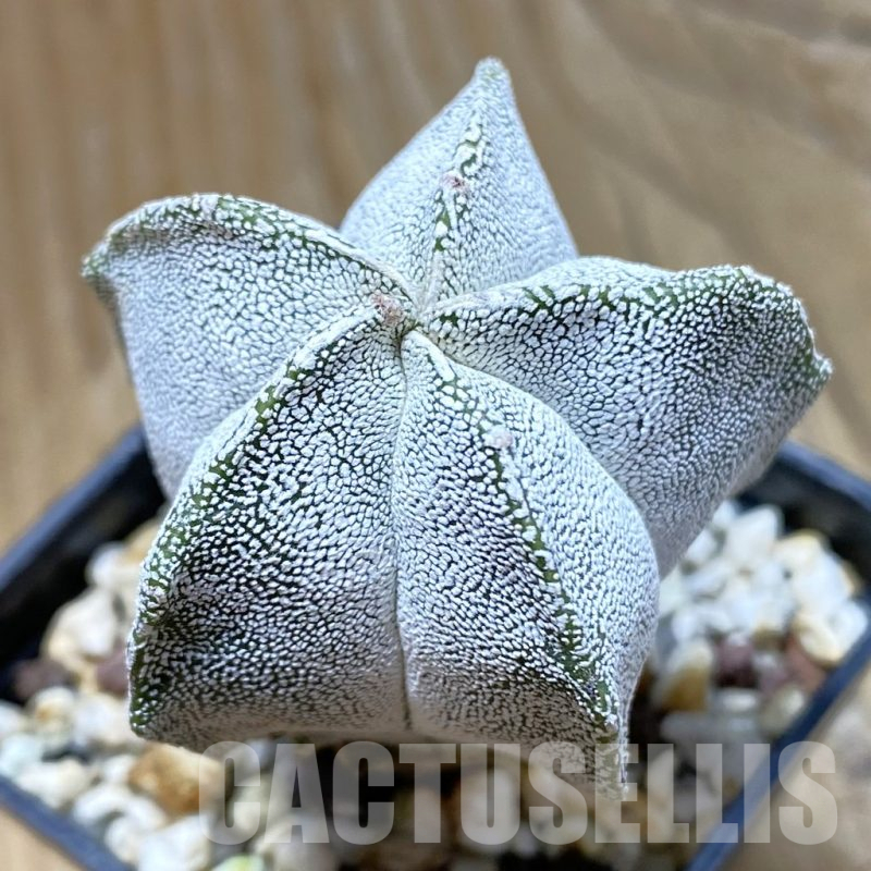 SH12656 Astrophytum myriostigma 'Onzuka'