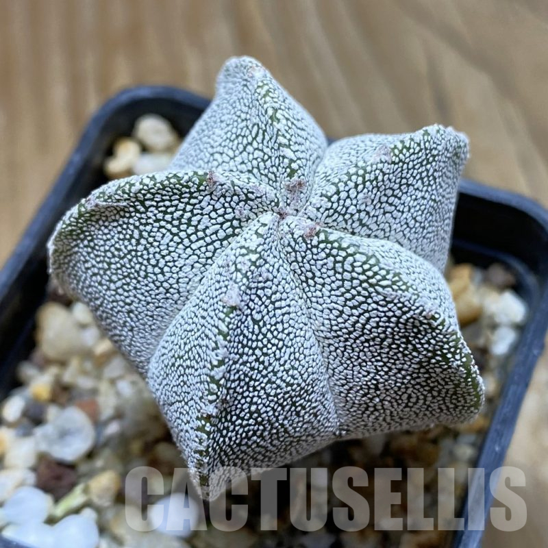 SH12657 Astrophytum myriostigma 'Onzuka'