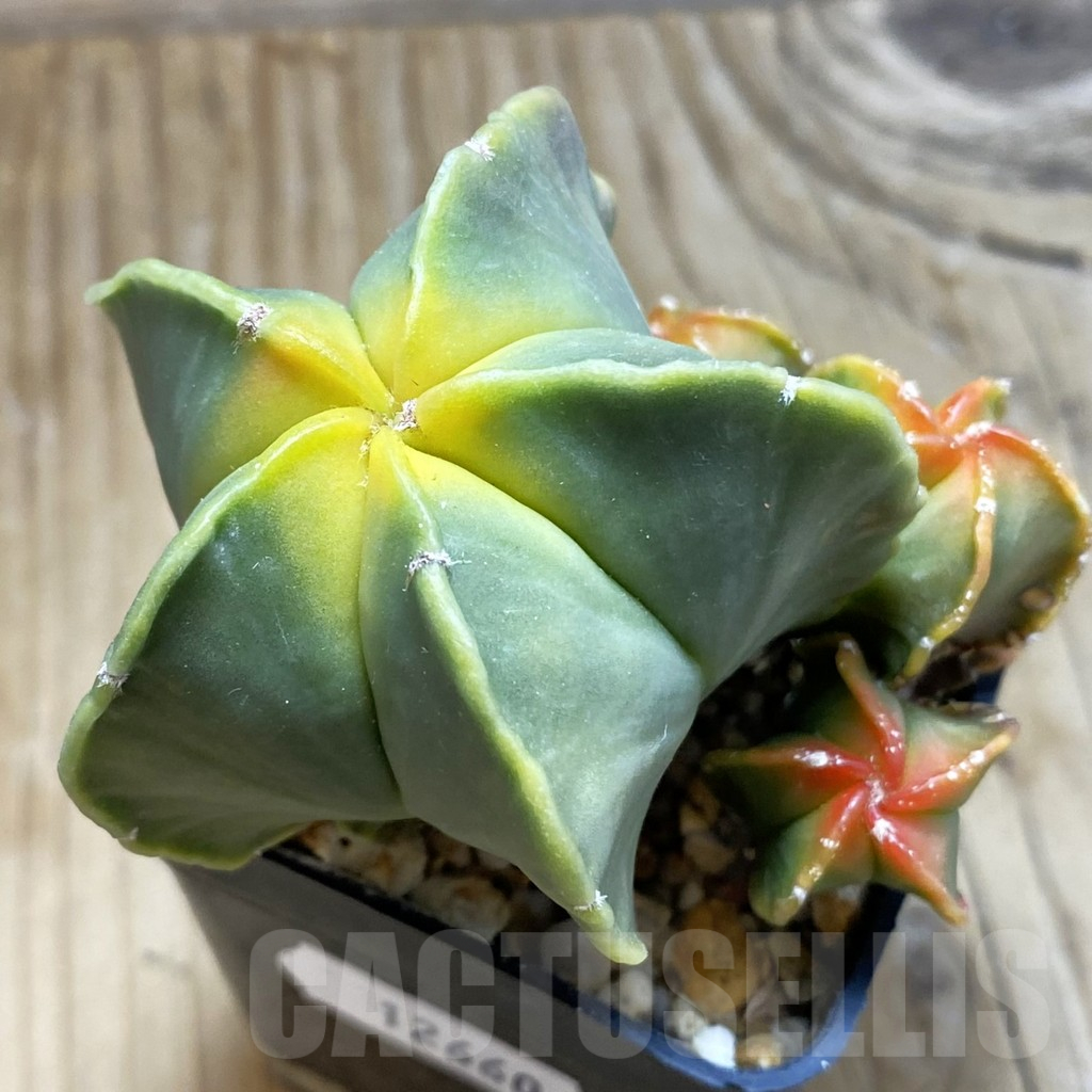 SH12660 Astrophytum myriostigma 'Kikko' f. variegata