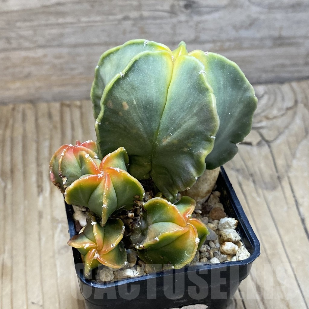 SH12660 Astrophytum myriostigma 'Kikko' f. variegata – Image 2