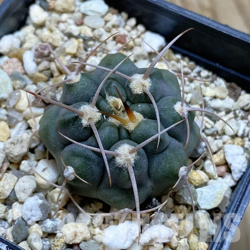 SH12661 Gymnocalycium tillianum VG 643