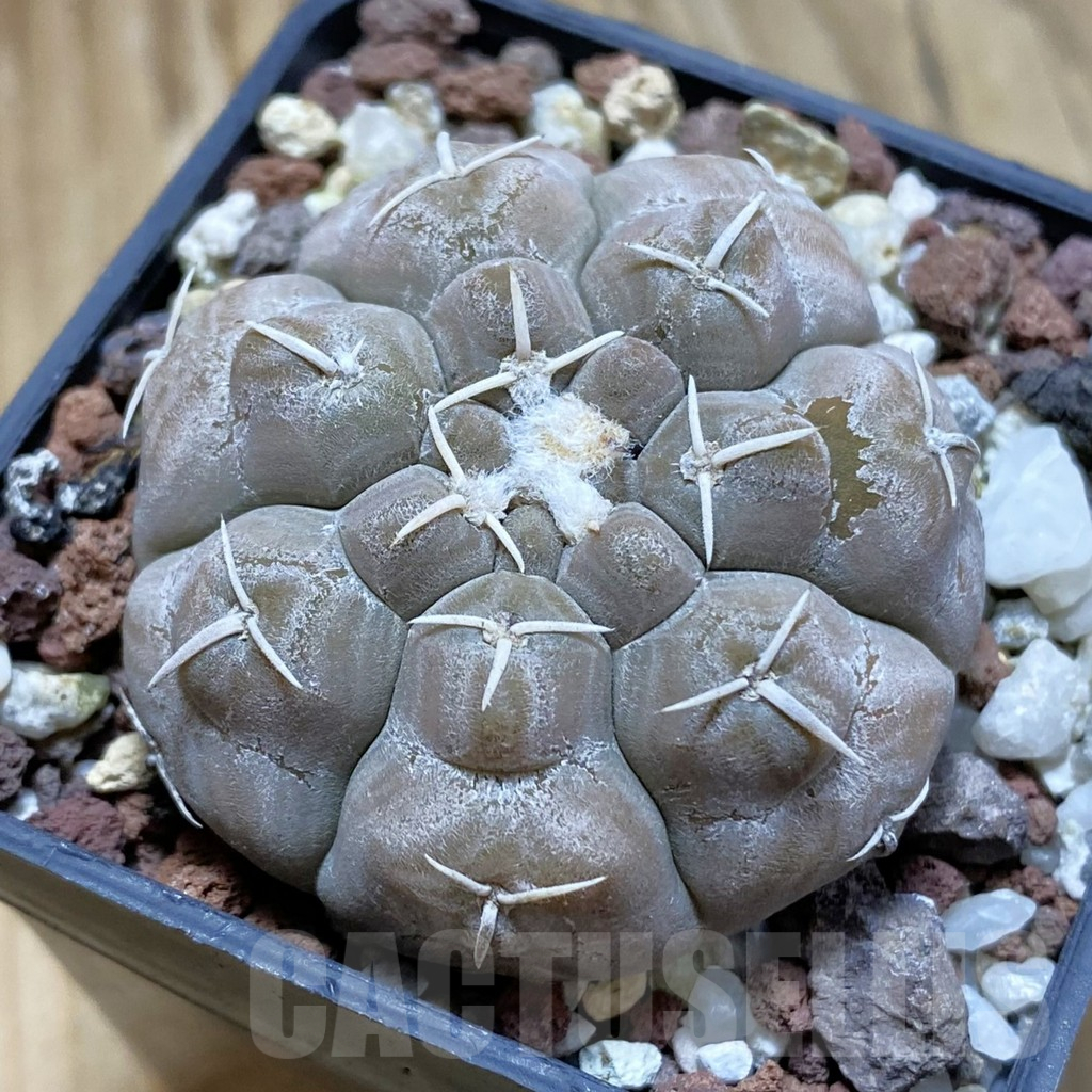 SH12662 Gymnocalycium prochazkianum GN 747