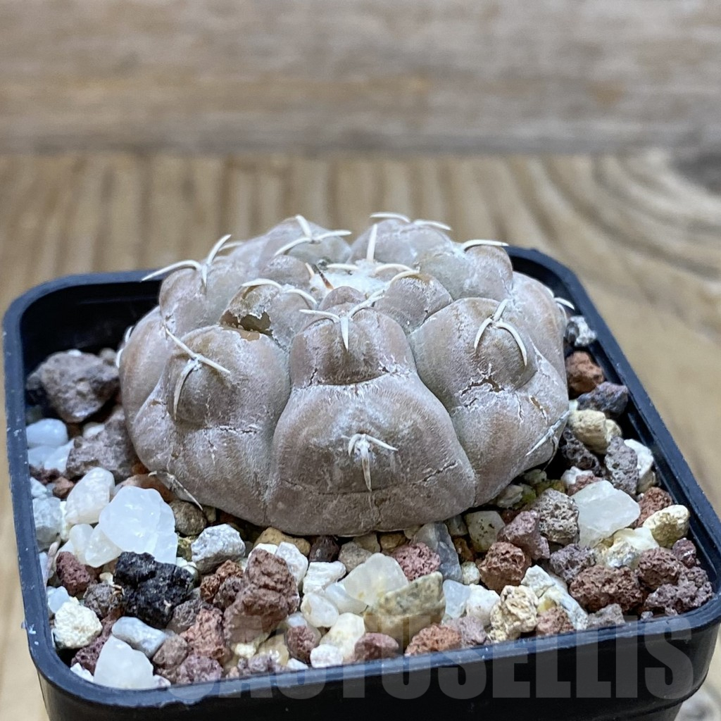 SH12662 Gymnocalycium prochazkianum GN 747 - immagine 2