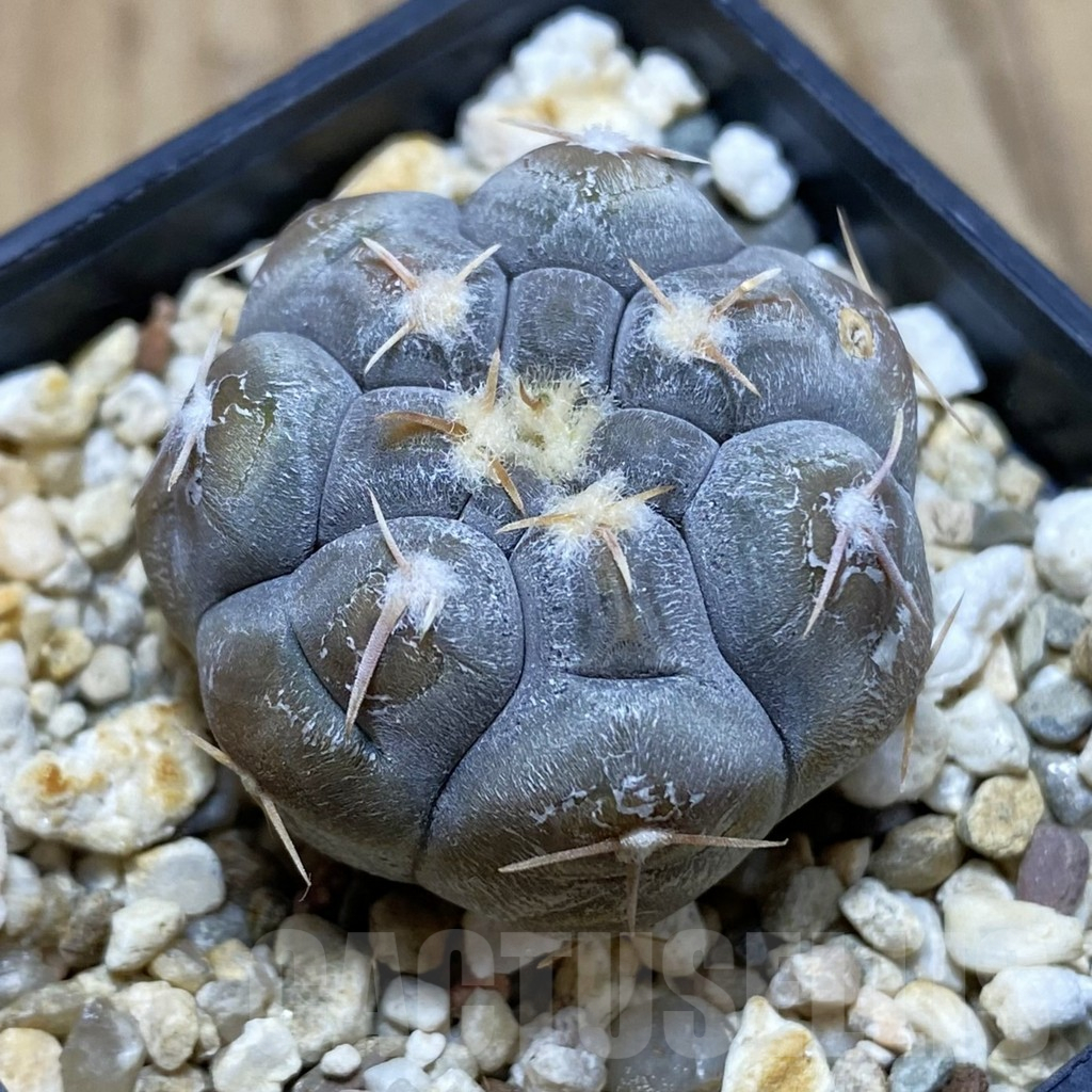 SH12663 Gymnocalycium prochazkianum ex KK 399.7047